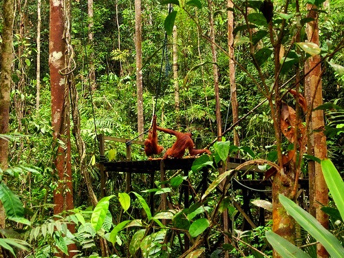 bali-kidss:  tropical paradise → here ☯