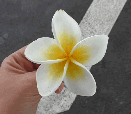 hyperposee:  Frangipani Flower - Sydney