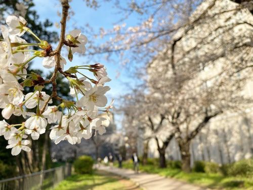  @秋山ゆずき: . . これは満開ですかね 道行く人みんな桜の写真とってた‪‪︎‬ ベンチではおじいちゃんとおばあちゃんが 楽しそうにお喋りしてた。 木の傍では子供が大っきい…