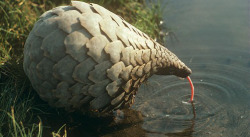 ablankcharactersheet: casuallyjollybird:  unclefather:  what’s this? a brussel sprout? a avacato?  a sentient pinecone. Cursed to roam the earth  It’s a Pangolin and they are cute and endangered. 