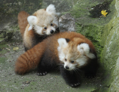 theunicornkittenkween: onehopefulromantic: Aren’t red pandas just the cutest little muchkins e