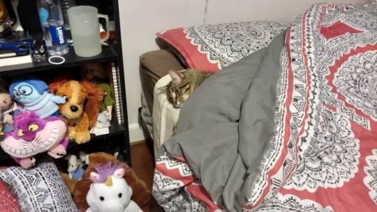 theagenderprince:  i decided i was going to make my bed and was curious how long it would take for boo to leave so i begin. here we see boo, my nearly 1 year old farting machine, in his natural habitat. this creature cannot be pissed to do anything. 