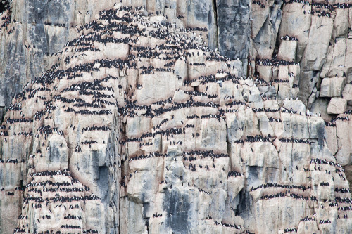 Brunich&rsquo;s Guillemots at Alkefjellet, Svalbard Absolutely stunning place. You wouldn&rs