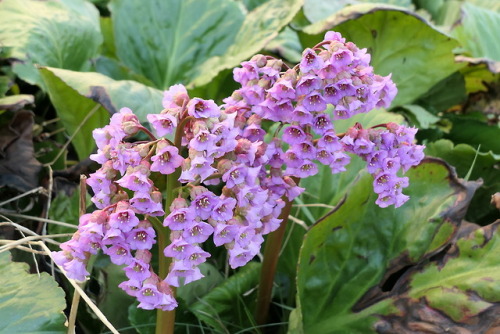 Bergenia cordifolia — heartleaf bergenia