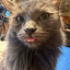 vampurr69