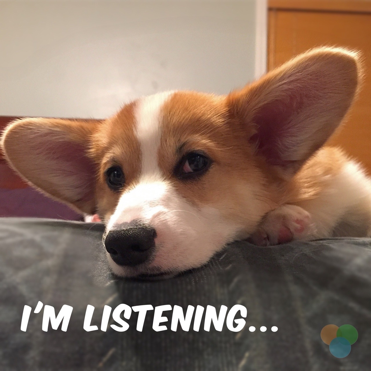 Miles The Corgi Intelligence Advocate