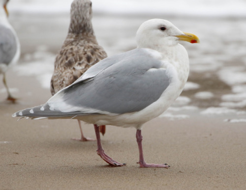 Glaucous-winged Gull (Larus glaucescens) >>by Mark Sawyer