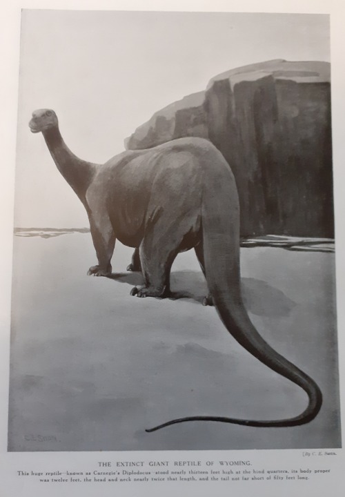 electricnik:Diplodocus from Marvels of the Universe magazine, 1910s. It has now been theorised that 