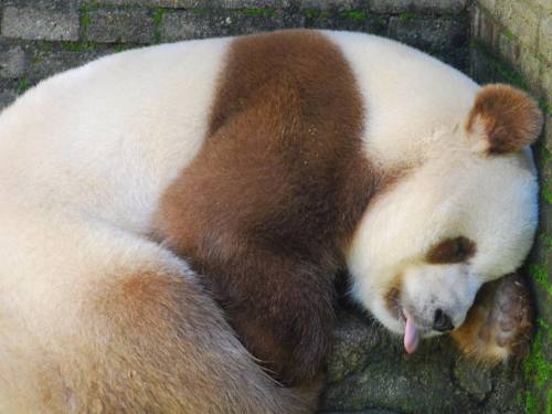 giantpandaphotos:Qi Zai, a rare brown and white giant panda, at Shaanxi Rare Wild Animals Rescuing a