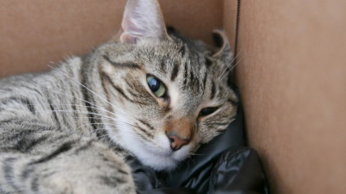 myheartleapt: Was getting ready to take the clothes in this box to dry cleaning, but Mochi had other