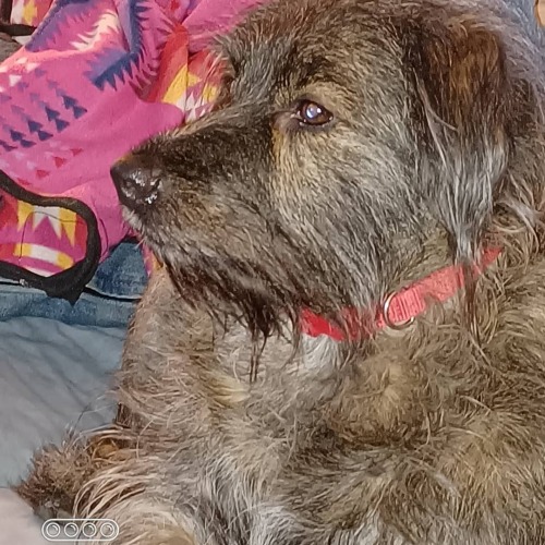 Sadie