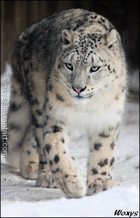 snowleopardstalker:The time of snow by *woxys