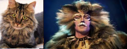 Jelicle Cats As Real Cats! The Toms