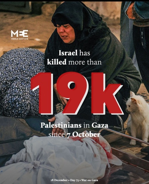 Palestine Updates