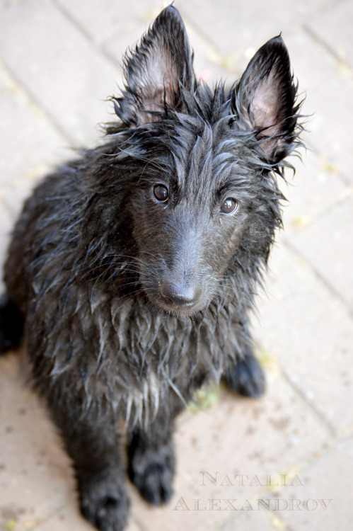 workingdogblr:  For handsomedogs‘ photo challenge. Day Five: Thirsty Thursday. 