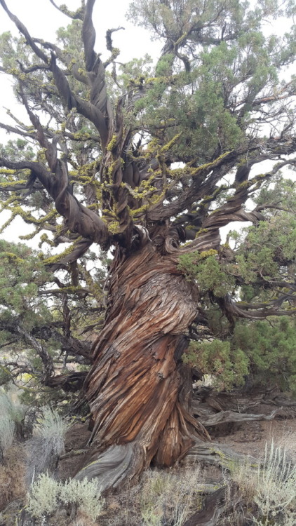 kihaku-gato: aurosoul: encountered this absolutely magnificent juniper tree in the Oregon Badlands W