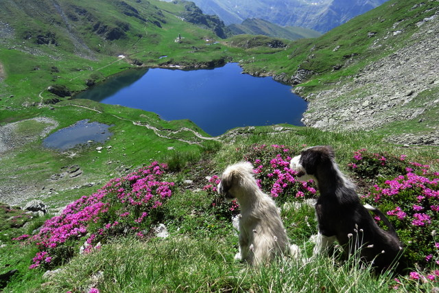 tulipnight:  Capra Lake by Ileana Sp 