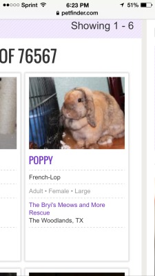 gibby666:  alittlesadventures:  PLEASE SHARE!! Honeybee said if I get 500 notes I would get Poppy for my birthday and it’s on the 19th and I haven’t had a pet in a couple years and I REALLY REALLY REALLY want a bunny and omg she’s so cute can you