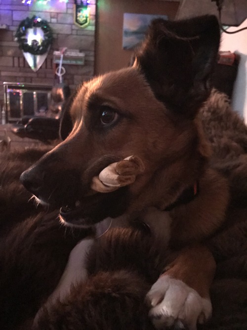 Late night movie with the roomies last night and Freya was rather photogenic … for a minute haha.