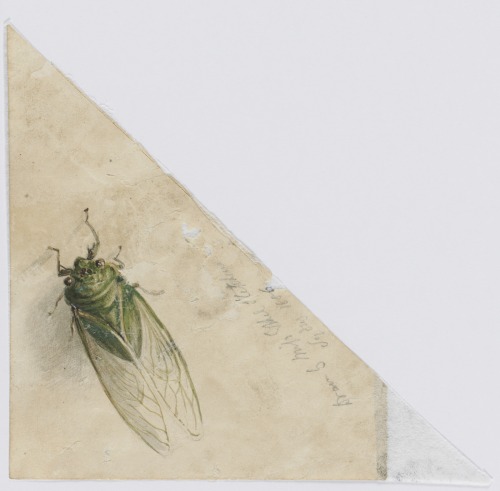 gilgai:[Insect] drawn by Miss Ethel Stephens, Sydney 1886, Phillip Parker King - album of drawi