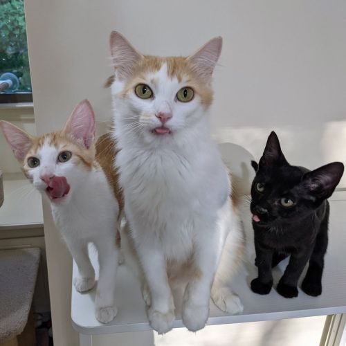 catsbeaversandducks:love-and-hisses:It is #thlurrrpsday, after all. (Left to right: Franco Fondue, M