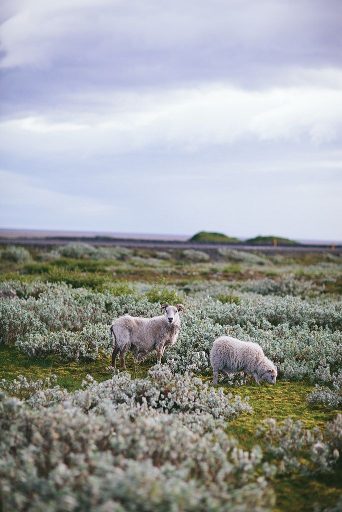 simply-divine-creation:  Iceland by Eva Kosmas Flores | Adventures in Cooking 