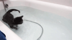 countdankula:  seraphphoenix:  STOP WHAT YOURE DOING. THERES A KITTY SWIMMING ON