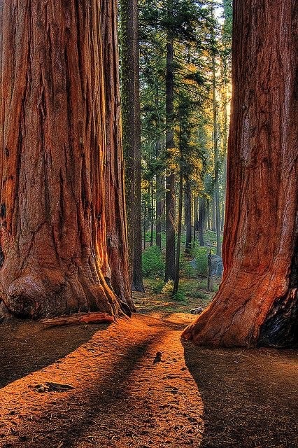 filteredblues:  peeblespair:  victoriadamestoy:  Sequoia National Park- California