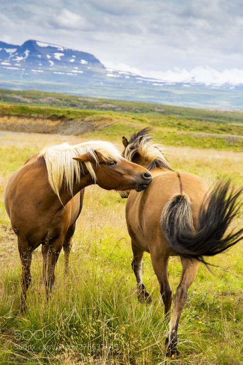 Icelandic horses by Photox0906