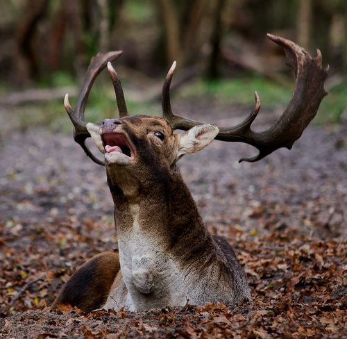 pottergenes:  actual photos of james potter having a bad day  *distressed deer noise*  *DISTRESSED DEER NOISES INTENSIFY* 