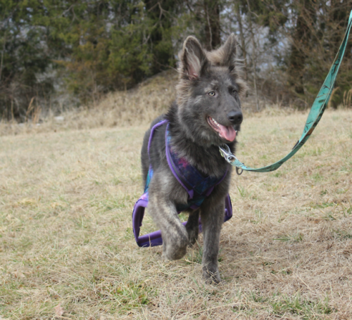 Nugget, a young long haired blue and silver brindle German Shepherd out of K9Pines Lines. Owned by F