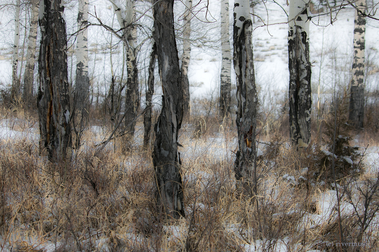 riverwindphotography:  Trunks riverwindphotography, 2018 