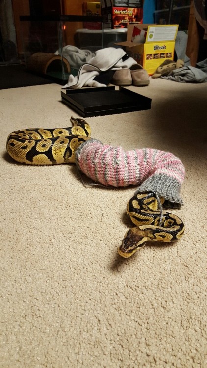 wunderasian:Gotta stay warm in the wintas