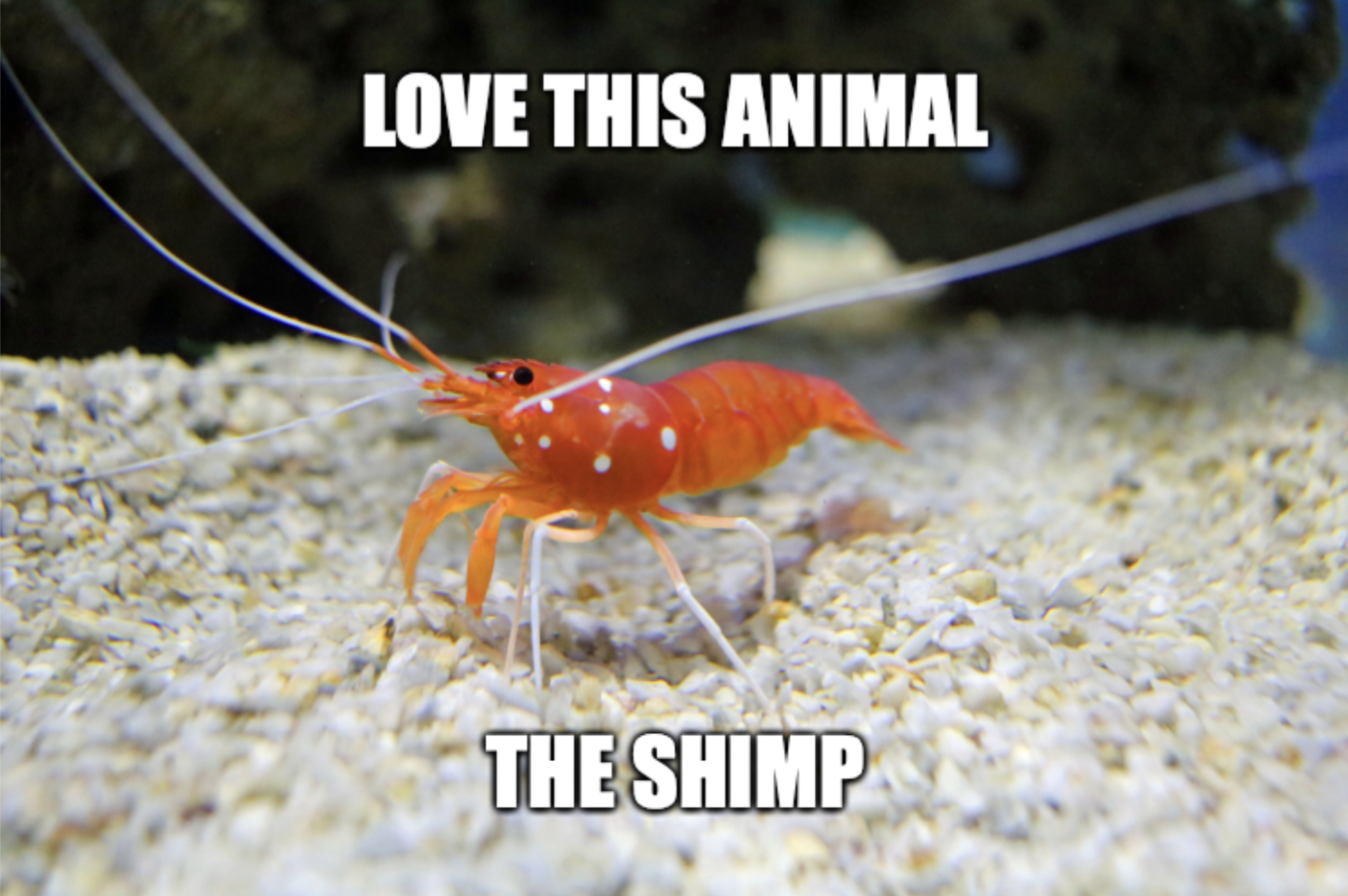 Meme: love this animal, the shimp (shrimp)