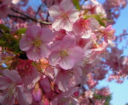 寒桜