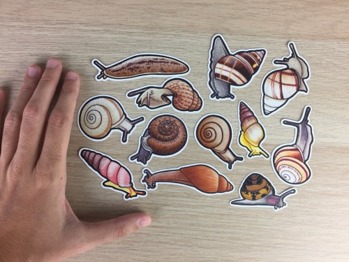 A special Floridian land snail sticker set has been added to my Etsy! All species in this set are ei