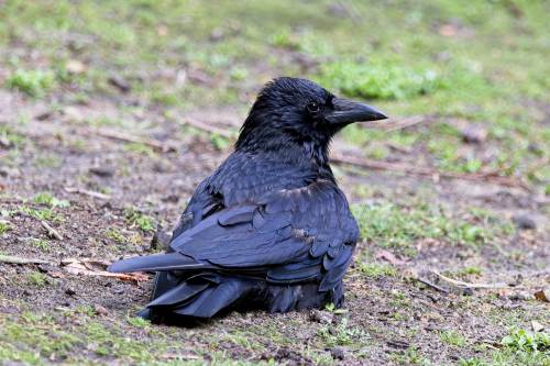 Special Feather Care.