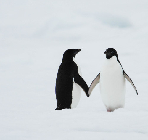 Adelie Penguin (Pygoscelis adeliae) © ^Diana^