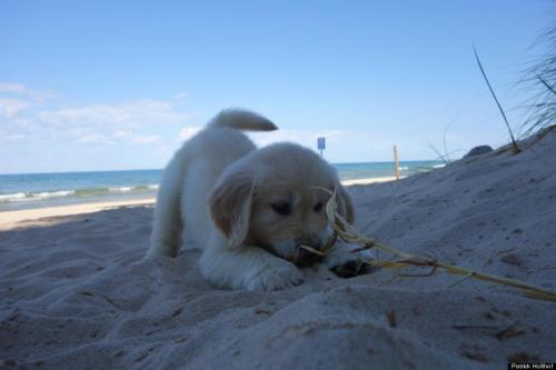 1-800-garbage:  nanalew:pup at da beach  adult photos