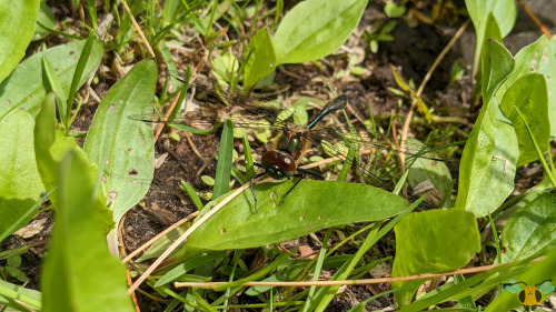 Racket-Tailed Emerald - Dorocordulia liberaAs promised, another beautiful insect from the Muskoka co