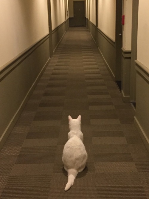 The Catinel