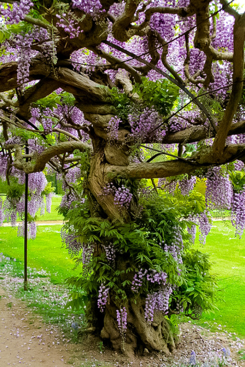 coiour-my-world: A tree to treasure …