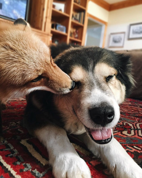 awesome-picz:    Pet Fox Becomes Best Friends With A Dog.