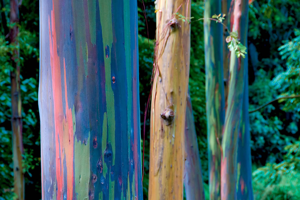 taktophoto:  Living Rainbow: Rainbow Eucalyptus, Most Beautiful Tree Bark on Earth