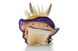rcruzniemiec:  Nudibranchs David Doubilet  A nudibranch is a member of Nudibranchia, a group of soft-bodied, marine gastropod mollusks which shed their shell after their larval stage. They are noted for their often extraordinary colors and striking
