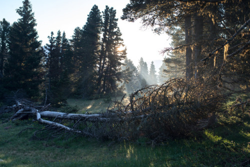 Lever du jour dans les forêts by Samuel Raison