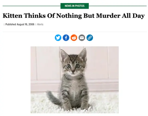 The Onion: Kitten Thinks of Nothing but Murder All Day, followed by image of kitten