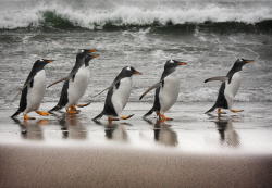 ppppenguin:  (500px / The Gentoos by Paul