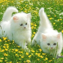 fairychium:“It is a blessing to be the color of Earth. Do you know how often flowers