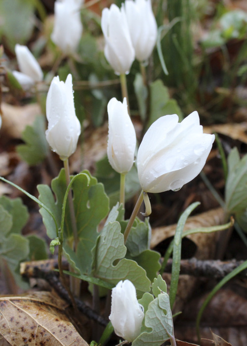 April 15   2015   Such a beautiful sign of spring !  The ledge garden floor is covered with these be